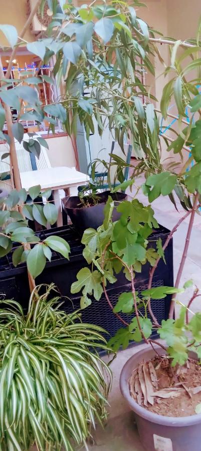 Joli Avec Jardin